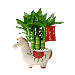 马上发财小马新款文昌竹发财树小盆栽绿植摆件桌面植物马年伴手礼