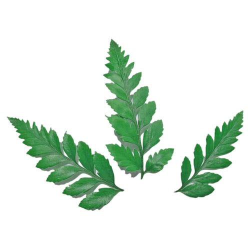 新鲜可食用蛋糕饮品烘培装饰叶子迷迭香三色堇清香木薄荷酸膜叶