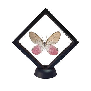 真蝴蝶标本悬浮盒装家居装饰摆件已展翅创意生日礼物科普教学用品