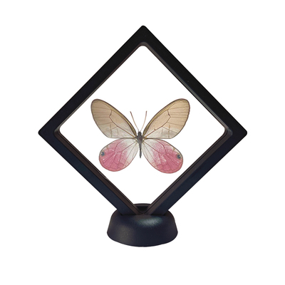 蝴蝶悬浮盒装标本类装饰摆件