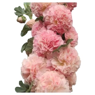 耐寒耐热 桃子与梦 重瓣蜀葵花苗盆栽大苗 满28元包邮