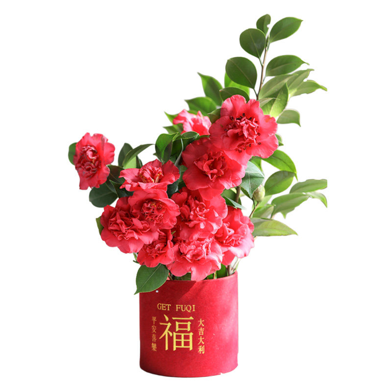 海蒂的花园茶花树苗盆栽十八学士山茶花香妃茶庭院秋冬传统花卉