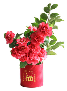 海蒂的花园茶花盆栽好养花卉庭院