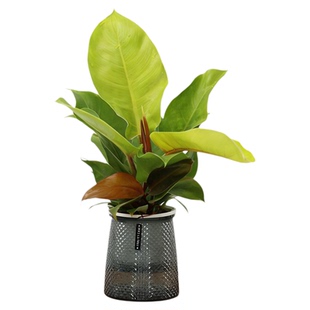 水培花盆塑料懒人自吸水绿萝月季桌面家用树脂多肉百合专用器皿盆