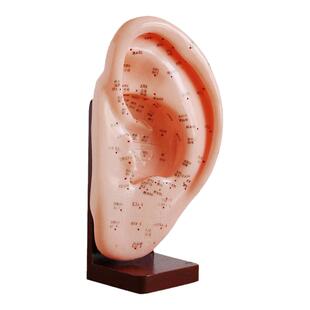 弘模耳朵模型超清晰刻字中医针灸穴位点穴耳部模型反射区耳部按摩模型 教学器材家用耳穴贴探测笔 HOM/XC508A