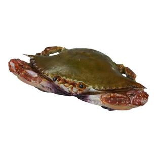 仿真咸呛蟹模型梭子蟹膏蟹假海鲜水产道具大闸蟹样品仿真螃蟹