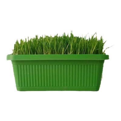 韭菜盆栽室内南宫特产