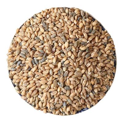 青海高原优质蓝青稞米5斤放送