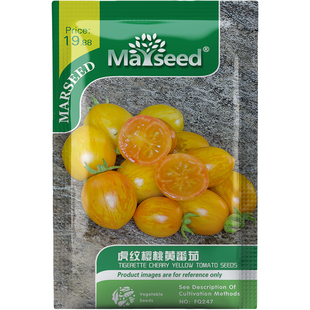 超甜微型虎纹樱桃黄番茄种子种苗盆栽蔬菜爆汁清甜新手友好 B003