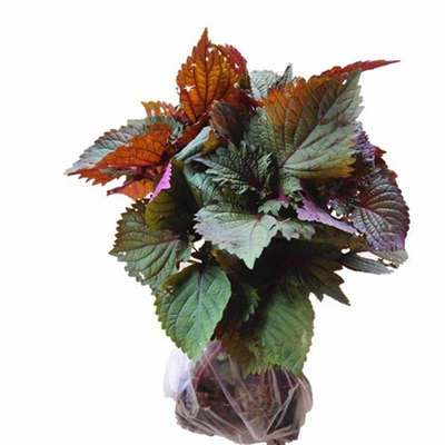 紫苏盆栽鲜活草料可食用