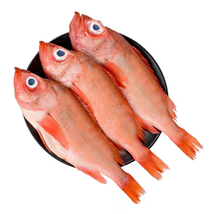 红石斑鱼鲜活冷冻海鱼大鱼新鲜特大条红鱼龙胆富贵鱼海鲜水产包邮