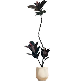 黑金刚橡皮树客厅大盆栽老桩真树绿植物轻奢办公室内落地高端好养