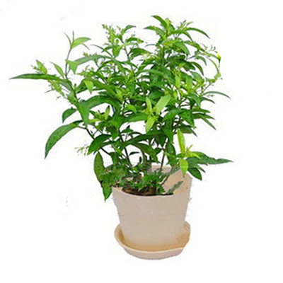 夜来香花树苗 夜来香树苗盆栽夜来香苗 四季 驱蚊虫净化空气植物