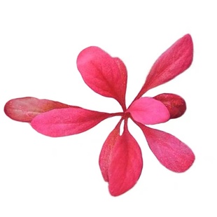 极乐鸟水草鱼缸水下叶荷兰红宝石养鱼水草净化水质的水草九冠水草