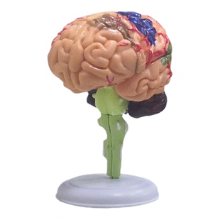 大脑动脉模型 脑解剖模型 大脑模型 脑干模型 脑结构模型 神经科
