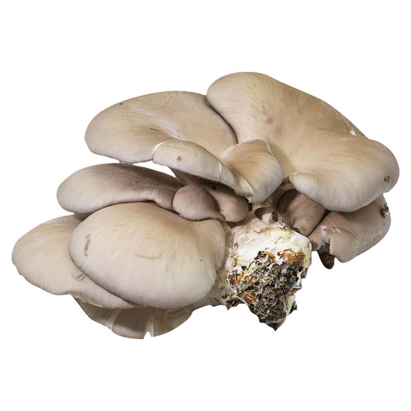 密云农家 当日现采平菇 肉质鲜嫩肥美 新鲜蔬菜300g 蘑菇 菌菇