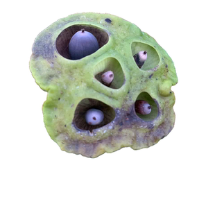 非栽培季节真碗莲盆栽观赏荷花种子丰花品种基地自产老店信誉可靠