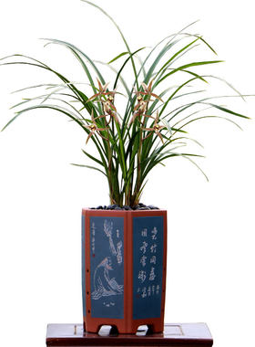 高端老种细叶寒兰花苗雪中红带花