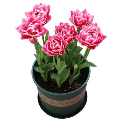 10年老店郁金香重瓣鹦鹉流苏稀有