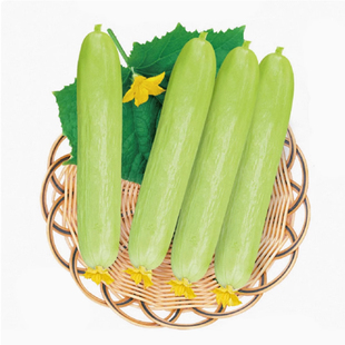 奶油白玉水果黄瓜种子苗白夏季盆栽秧秋青瓜小蔬菜种籽孑四季秧苗