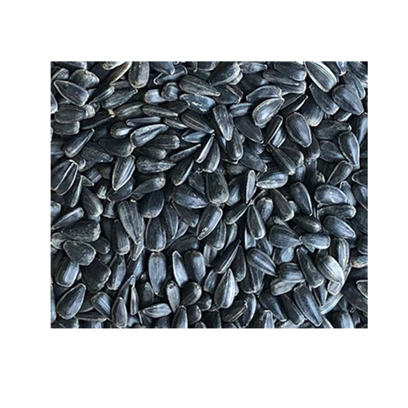 黑色小油葵瓜子包邮鸽粮