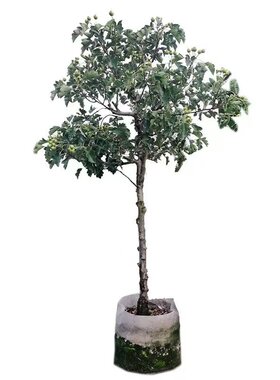 特大山楂树果苗活苗大金星大五棱盆栽南北方种植甜红子山楂苗庭院