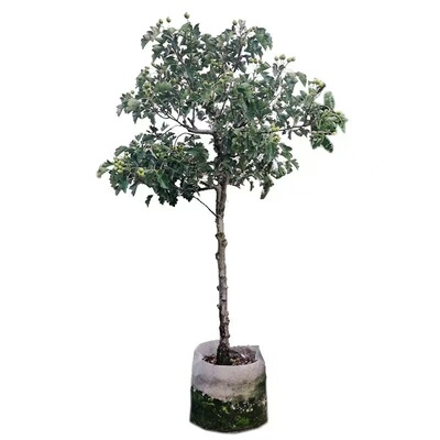 特大山楂树果苗活苗大金星大五棱盆栽南北方种植甜红子山楂苗庭院