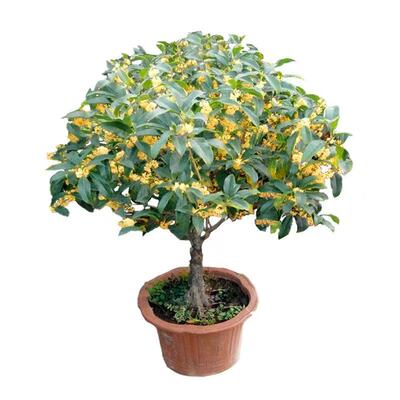 金桂桂花树苗花卉室外大树四季桂老桩庭院八月桂地栽绿植丹桂开花