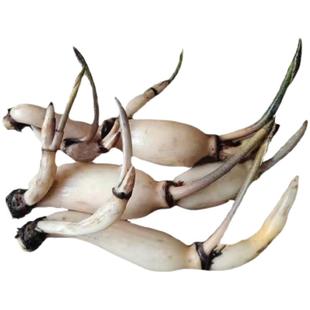 食用莲藕苗种藕种藕苗莲藕种根苗荷花盆栽水养缸栽水田种植种子芽