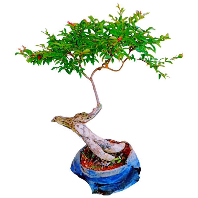 小叶紫薇树老桩盆景一物一拍原生花造型绿植熟苗阳台栽古十大名贵