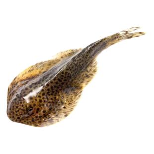贵州爬岩吸鳅中国原生冷水鱼淡水观赏鱼广西贵爬鳅双吸琵琶鳅活体