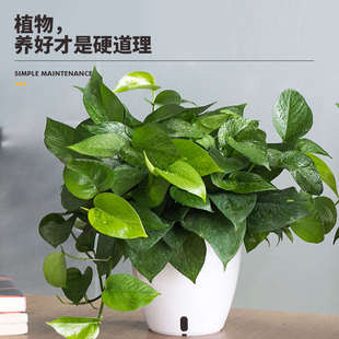 白色自吸水花盆绿萝兰花专用盆阳台室内大口径懒人盆栽盆简约大号