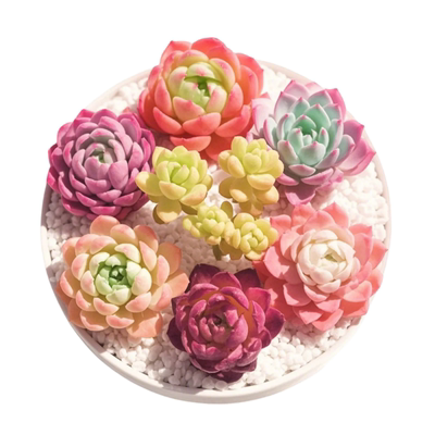 多肉植物组合盆栽小绿植新手好养室内精品肉肉桃蛋玉露 带盆老桩