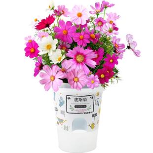 小花农儿童种植盆栽迷你绿植物发芽生长观察学生种子幼儿园盲盒杯