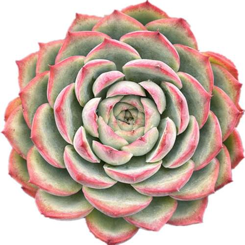 侧影 大单头莲花科属红边多肉植物 办公室阳台盆栽新手好养好度夏