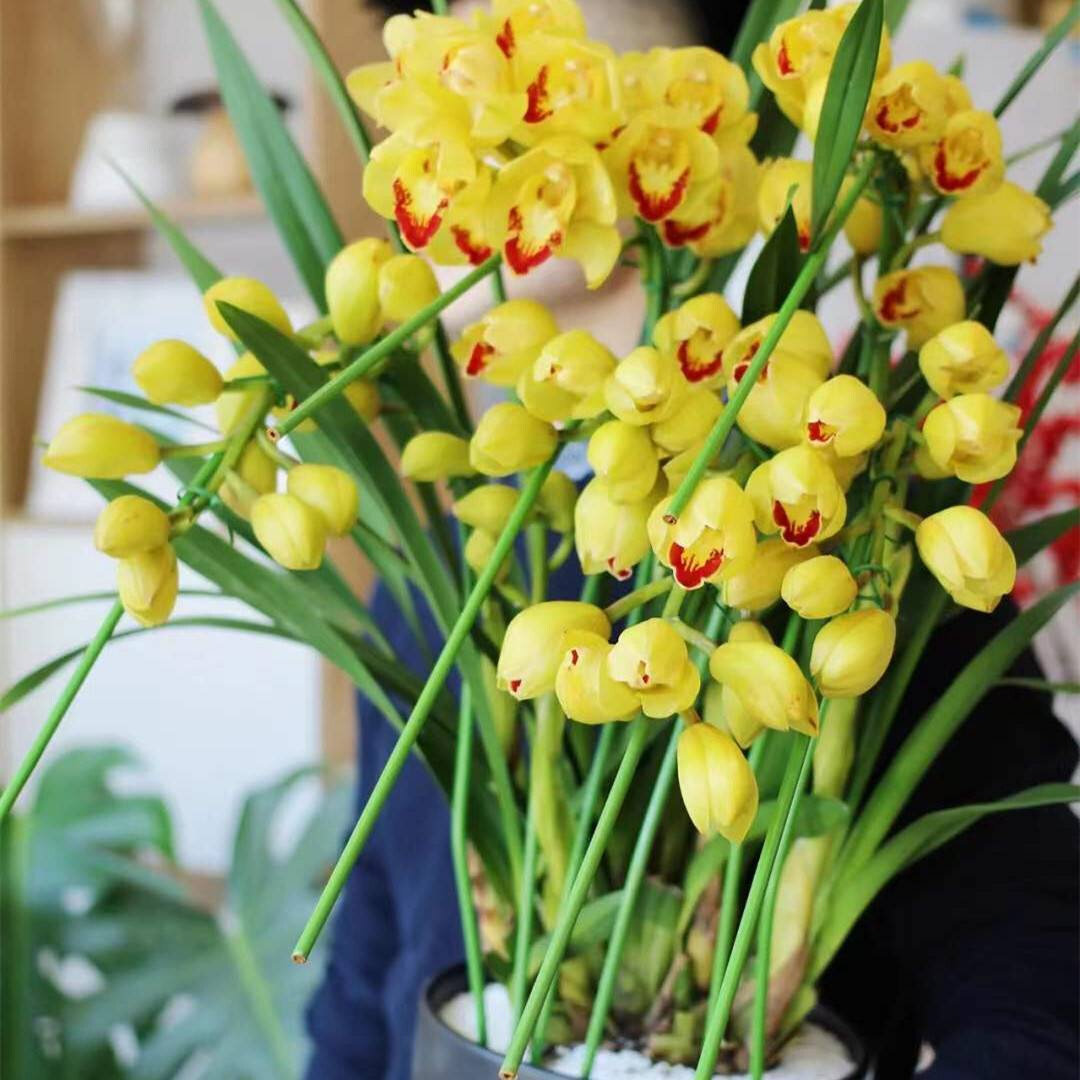 大花蕙兰盆栽兰花苗室内阳台观花植物四季盆栽花卉好养带花苞发货