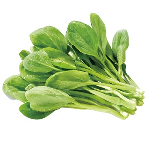 阳台四季鸡毛菜种子盆栽小白菜种籽油菜青菜蔬菜种孑上海青菜籽子