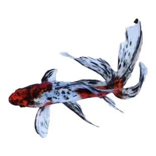 兰花草金锦鲫五花色好养耐活耐寒冷水观赏鱼鱼缸鱼苗易存活鱼苗。