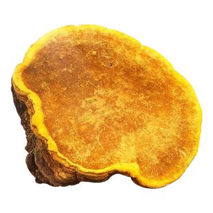 桑黄野生西藏中药材特级桑树藏桑黄500g正品西藏直发桑黄菌包