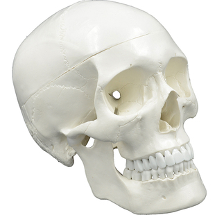 PNATOMY 1比1真人大小经典白色头骨模型颅骨解剖雕塑美术绘画用
