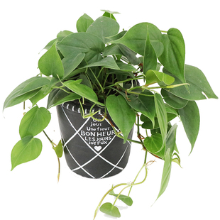 花与花器 心叶藤 杏叶藤 蔓绿绒 室内外耐阴绿萝吊兰绿植盆栽好养