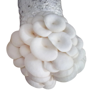 白平菇蘑菇种植食用菌种植包菌包菌种家庭养植包邮菌棒菌种食用