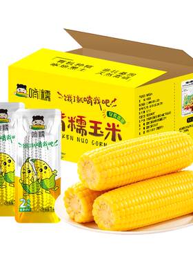 啃糯东北2025年黄糯玉米非转基因