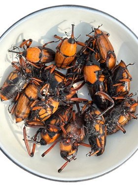 野生竹象虫长鼻子虫昆虫烧烤食材