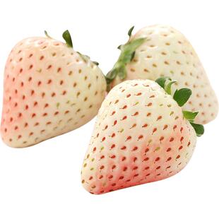 虹越草莓苗秧子盆栽阳台果树黑珍珠红颜隋珠奶油章姬粉玉天使8号