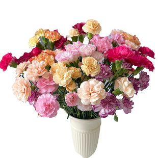 多头康乃馨鲜花水养鲜切花室内瓶插鲜花鲜花云南花卉云南基地直发