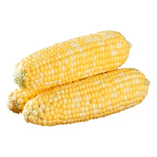 云南水果玉米新鲜带皮甜玉米棒子苞谷米现摘糯蔬菜传统金银爆浆