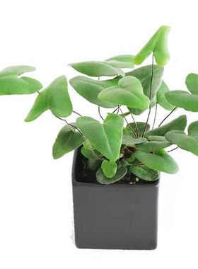 密叶蕾丝叶色翠绿棉花糖