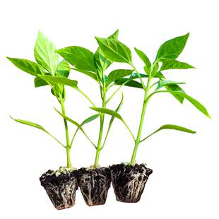 山东寿光香辣二荆条辣椒秧苗幼苗四季盆栽蔬菜苗青红线椒耐寒耐热