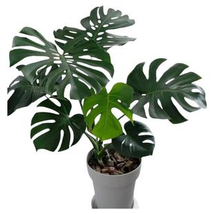 大叶龟背竹开背老桩盆栽室内水培土培好养植物净化空气花卉绿植苗